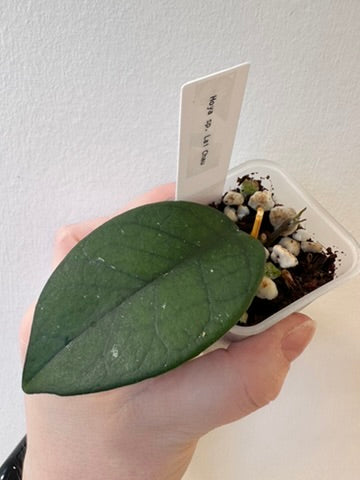 Hoya sp. Lai Chau | 2 inch