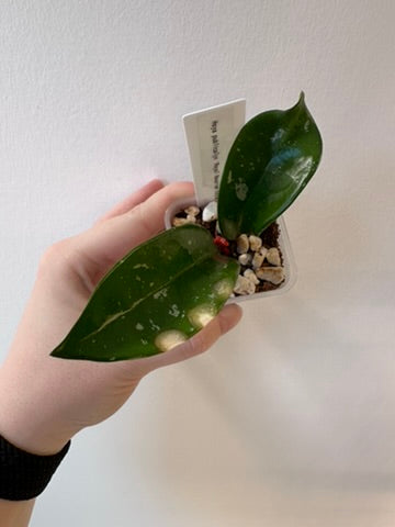 Hoya pubicalyx 'Royal Hawaiian Purple' | 2 inch