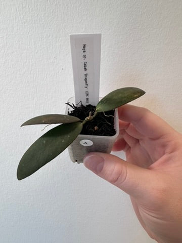 Hoya sp. Sabah 'Dragonfly' (EPC 960) | 1.5 inch