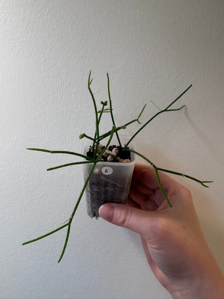 Rhipsalis cereuscula | 2 inch
