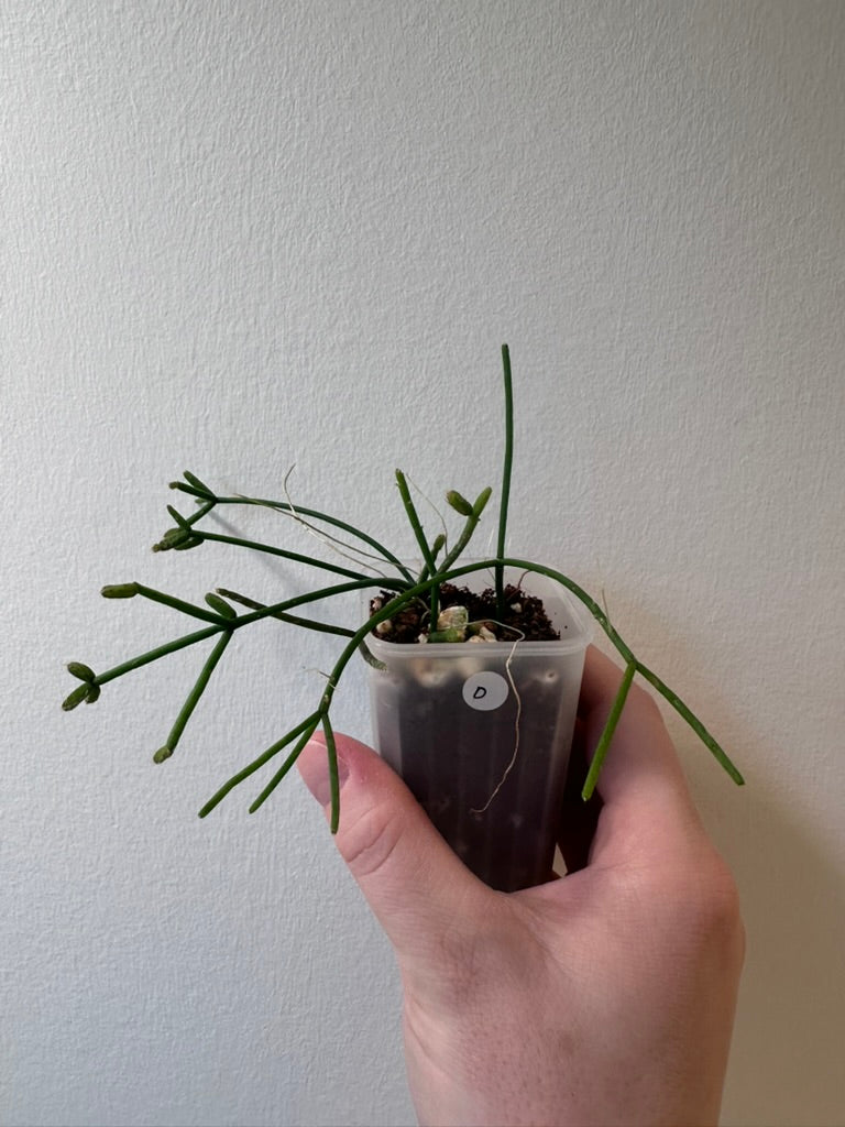 Rhipsalis cereuscula | 2 inch