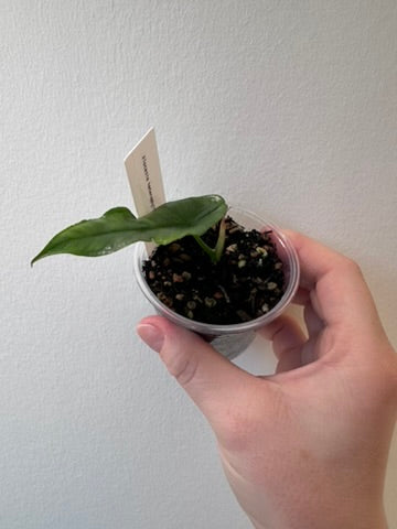 Alocasia heterophylla 'Dragon's Breath' | 2.5 inch
