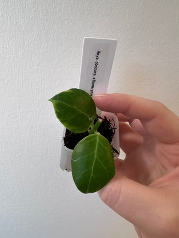 Hoya obscura albomarginata | 1.5 inch