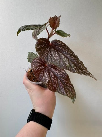 Begonia maculata 'Pink Spot' | 4 inch