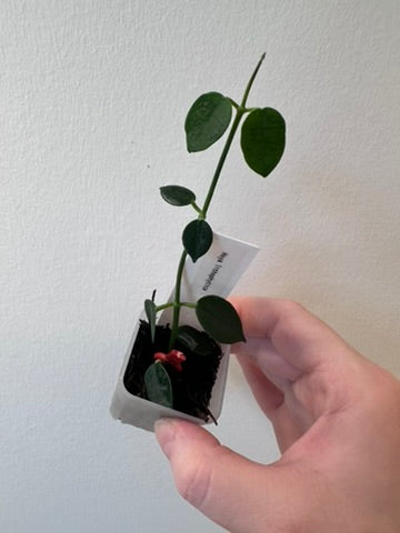 Hoya lithophytica | 1.5 inch