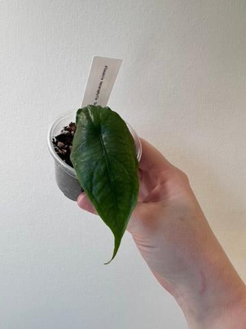 Alocasia heterophylla 'Dragon's Breath' | 2.5 inch