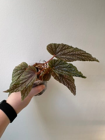 Begonia maculata 'Pink Spot' | 4 inch
