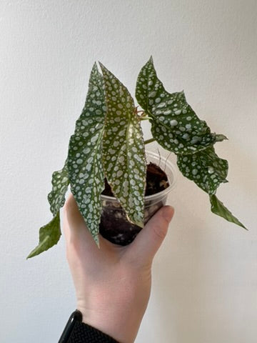 Begonia 'Olei Silver Spot' | 4 inch