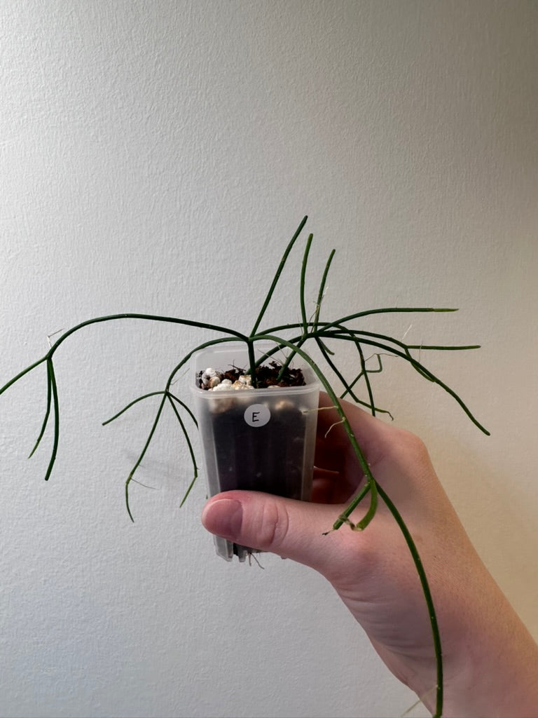 Rhipsalis cereuscula | 2 inch