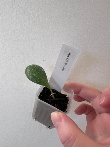 Hoya ETS-10 silver | 1.5 inch
