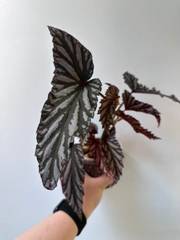 Begonia 'Guy Savard' | 4 inch