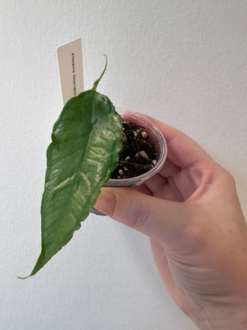 Alocasia heterophylla 'Dragon's Breath' | 2.5 inch