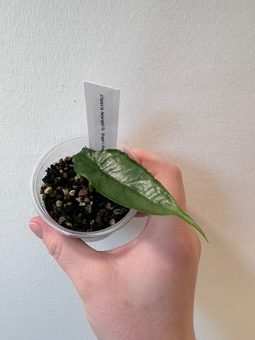 Alocasia heterophylla 'Dragon's Breath' | 2.5 inch