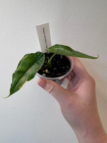Alocasia heterophylla 'Dragon's Breath' | 2.5 inch