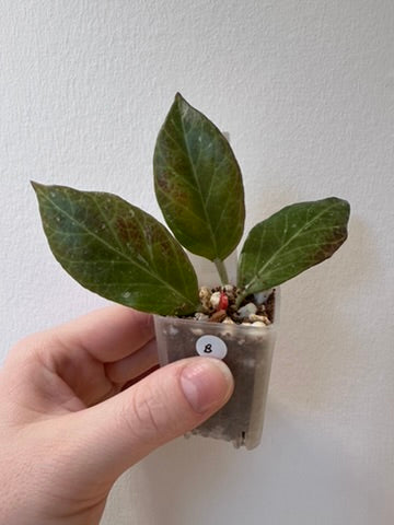 Hoya 'Sunrise' (Thailand form) | 1.5 inch