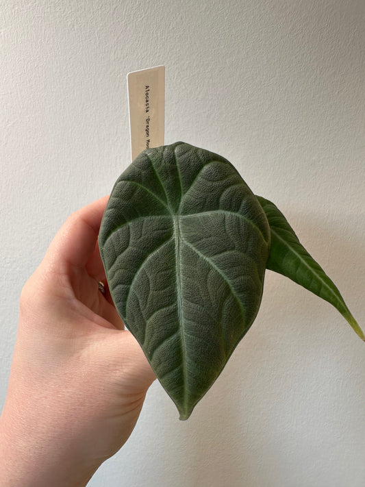 Alocasia 'Dragon Moon' | 3 inch