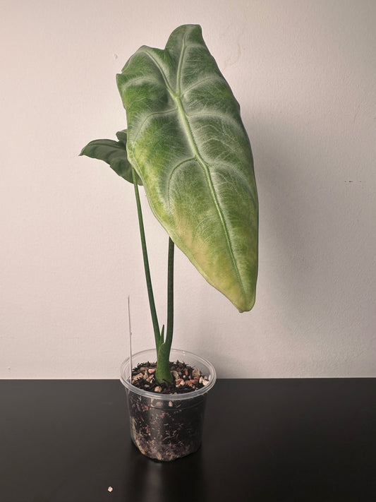 Alocasia longiloba | 3 inch