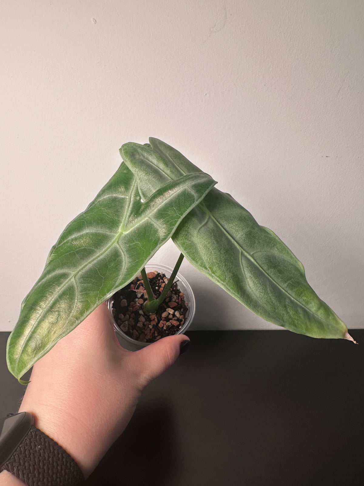 Alocasia longiloba | 3 inch