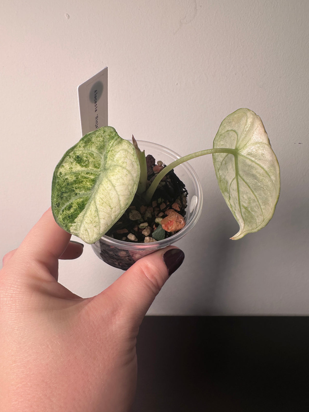Alocasia 'Ninja' tricolor | 3 inch
