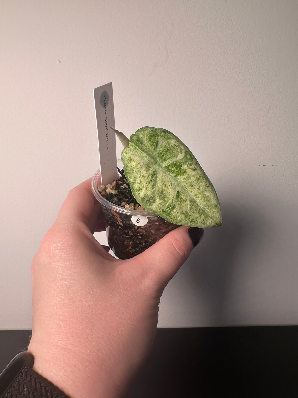 Alocasia 'Ninja' tricolor | 3 inch