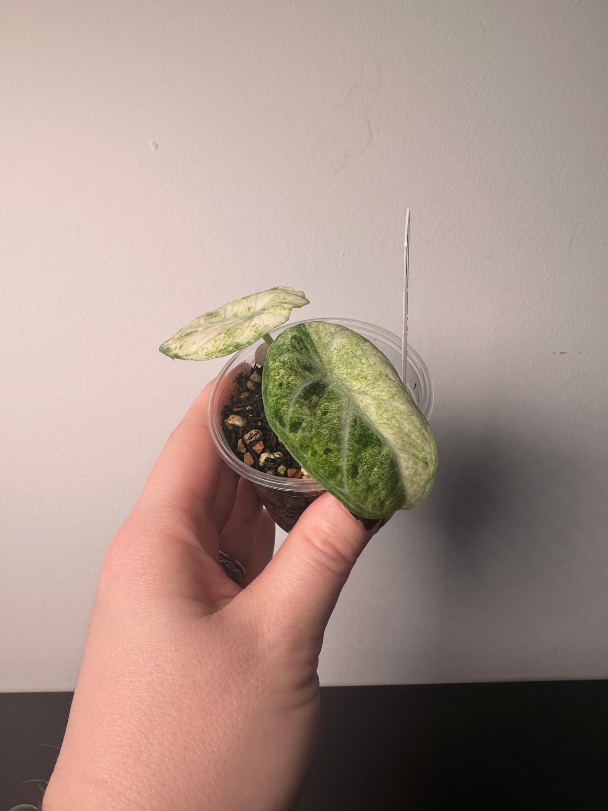 Alocasia 'Ninja' tricolor | 3 inch