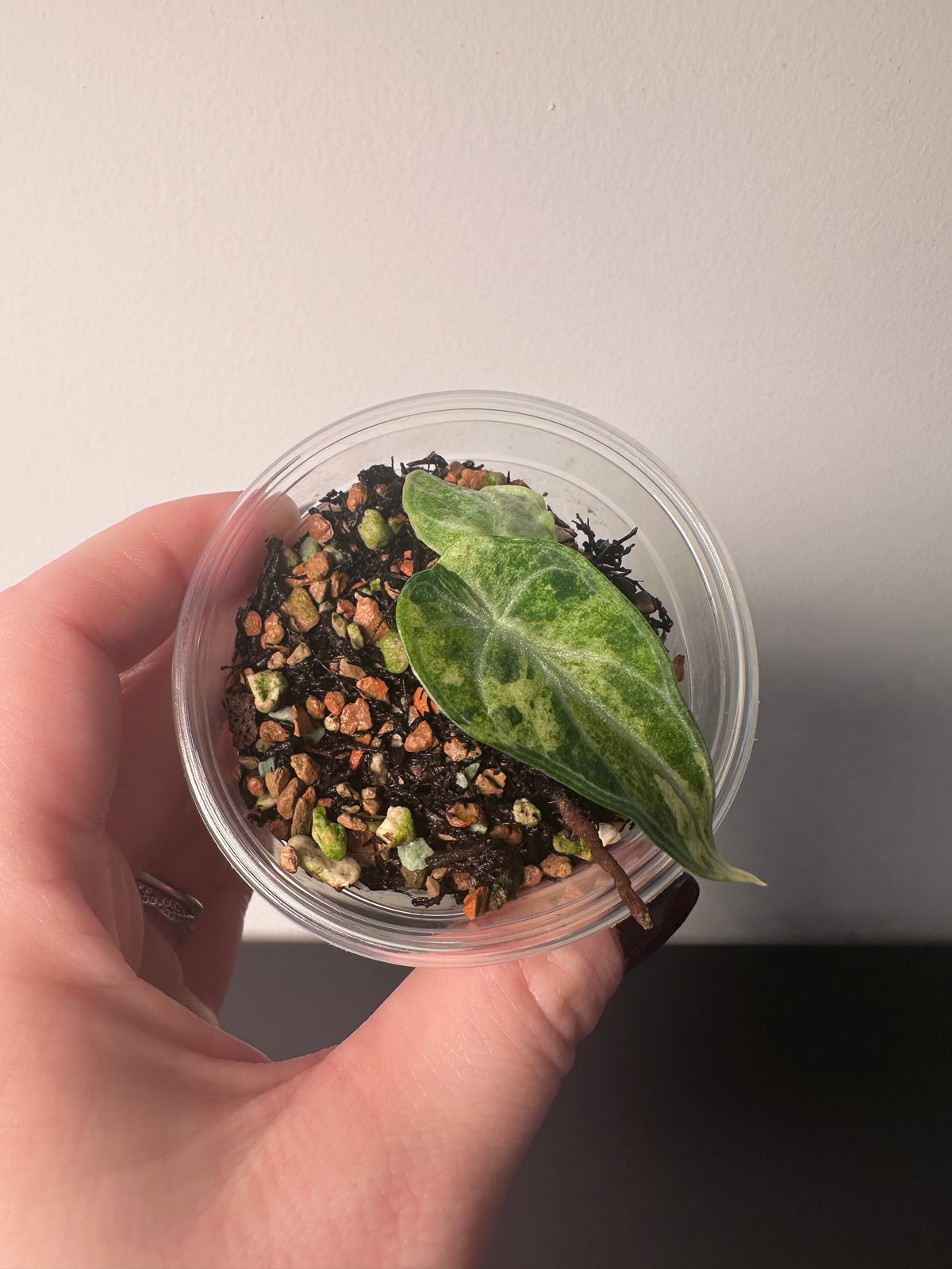 Alocasia 'Ninja' tricolor | 3 inch