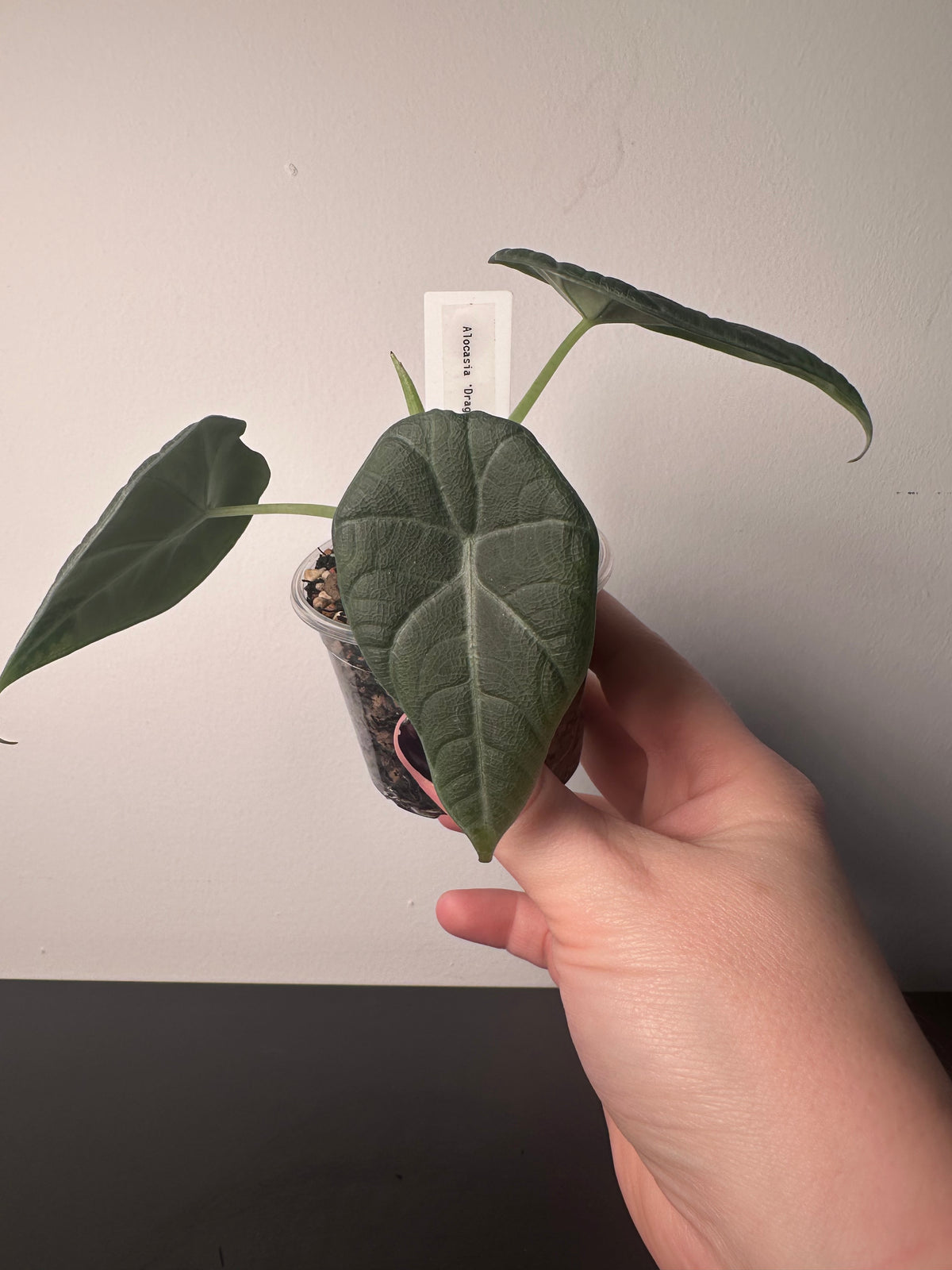 Alocasia 'Dragon Moon' | 3 inch