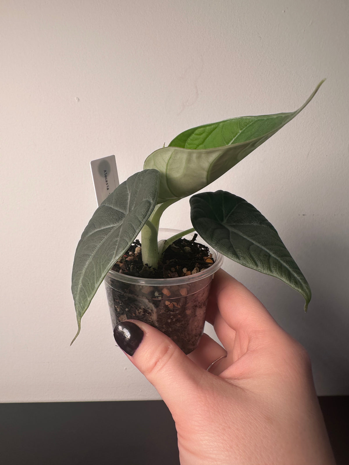 Alocasia 'Dragon Moon' | 3 inch