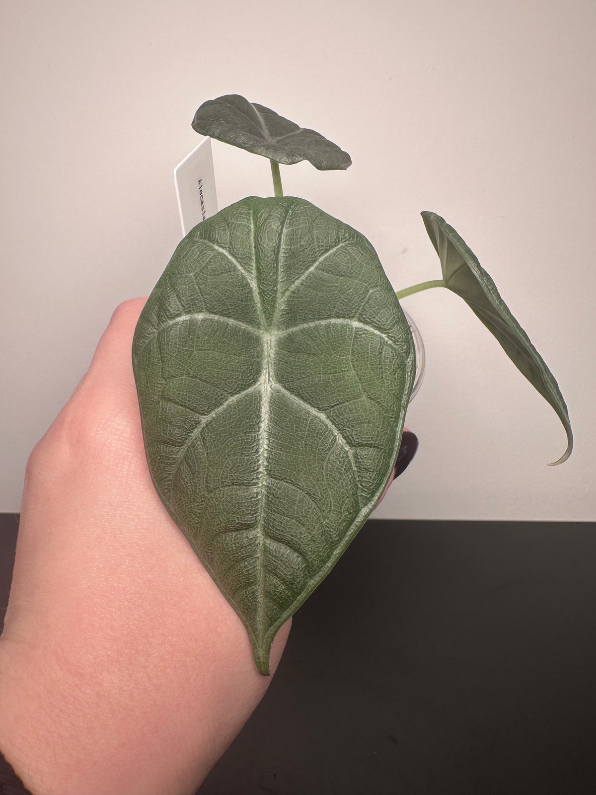 Alocasia 'Dragon Moon' | 3 inch