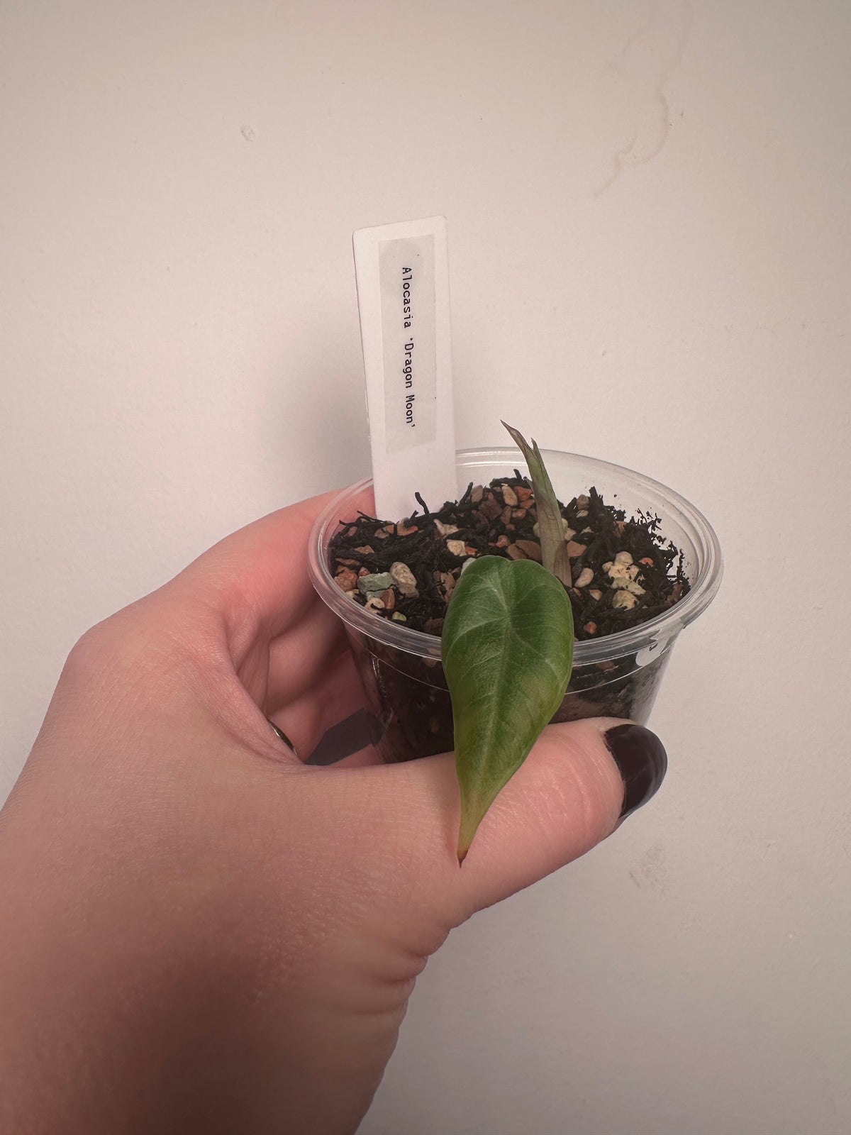 Alocasia 'Dragon Moon' | 3 inch