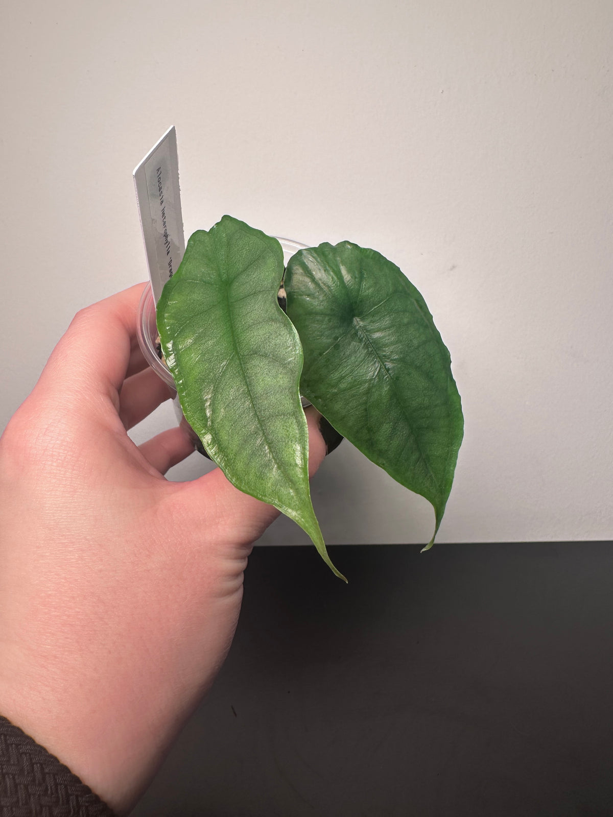 Alocasia heterophylla 'Dragon's Breath' | 3 inch