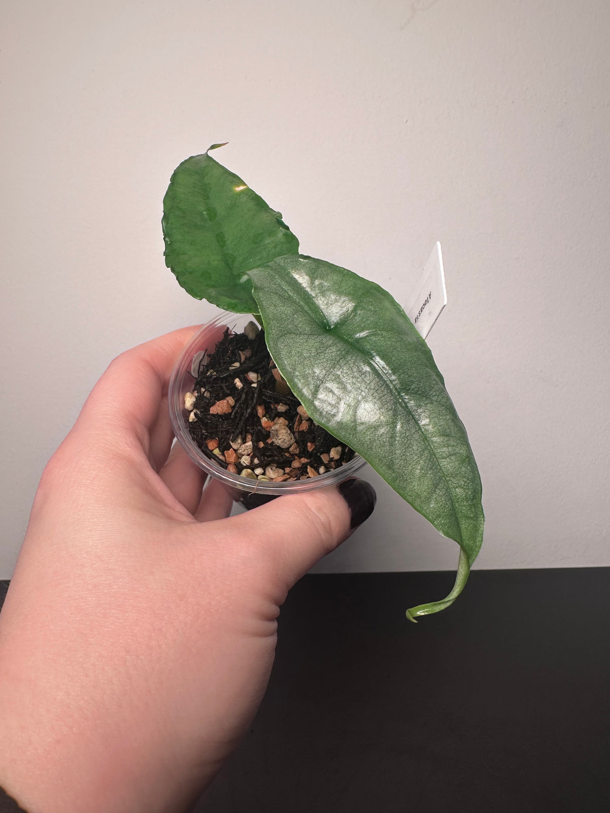 Alocasia heterophylla 'Dragon's Breath' | 3 inch