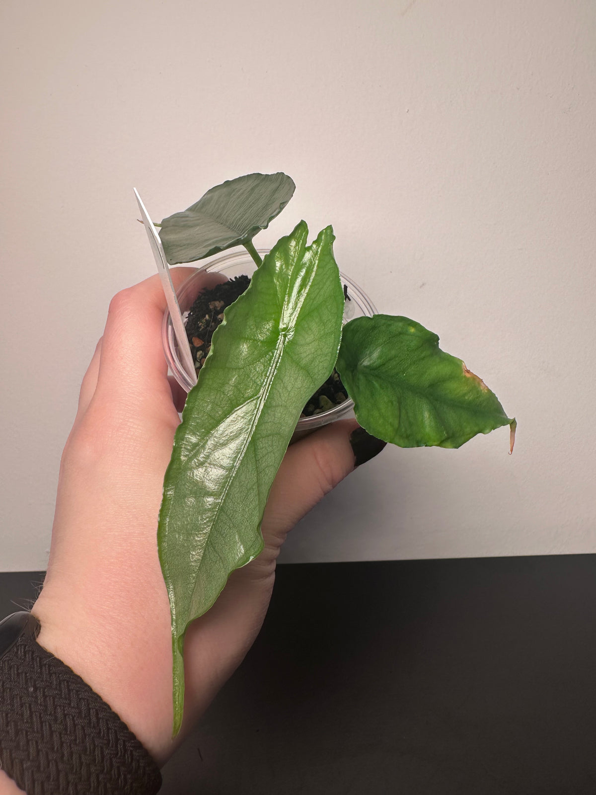 Alocasia heterophylla 'Dragon's Breath' | 3 inch
