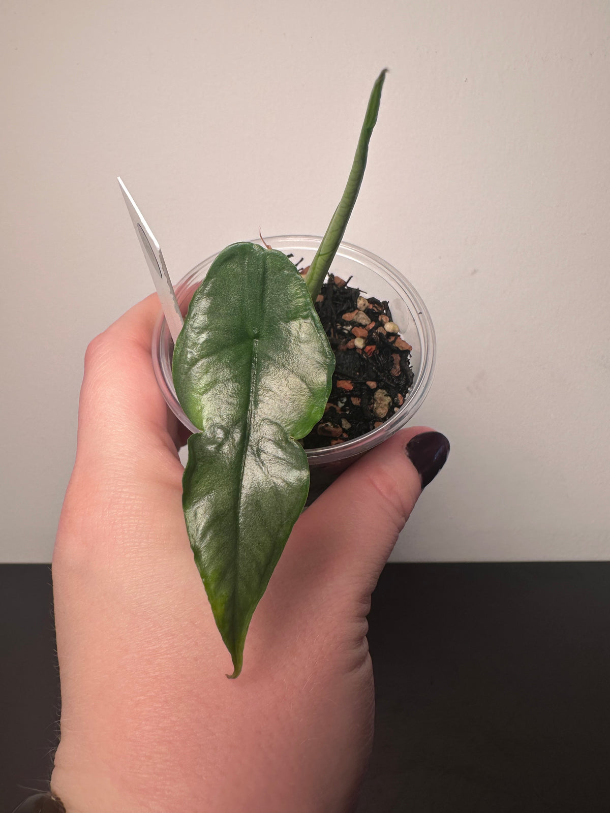 Alocasia heterophylla 'Dragon's Breath' | 3 inch