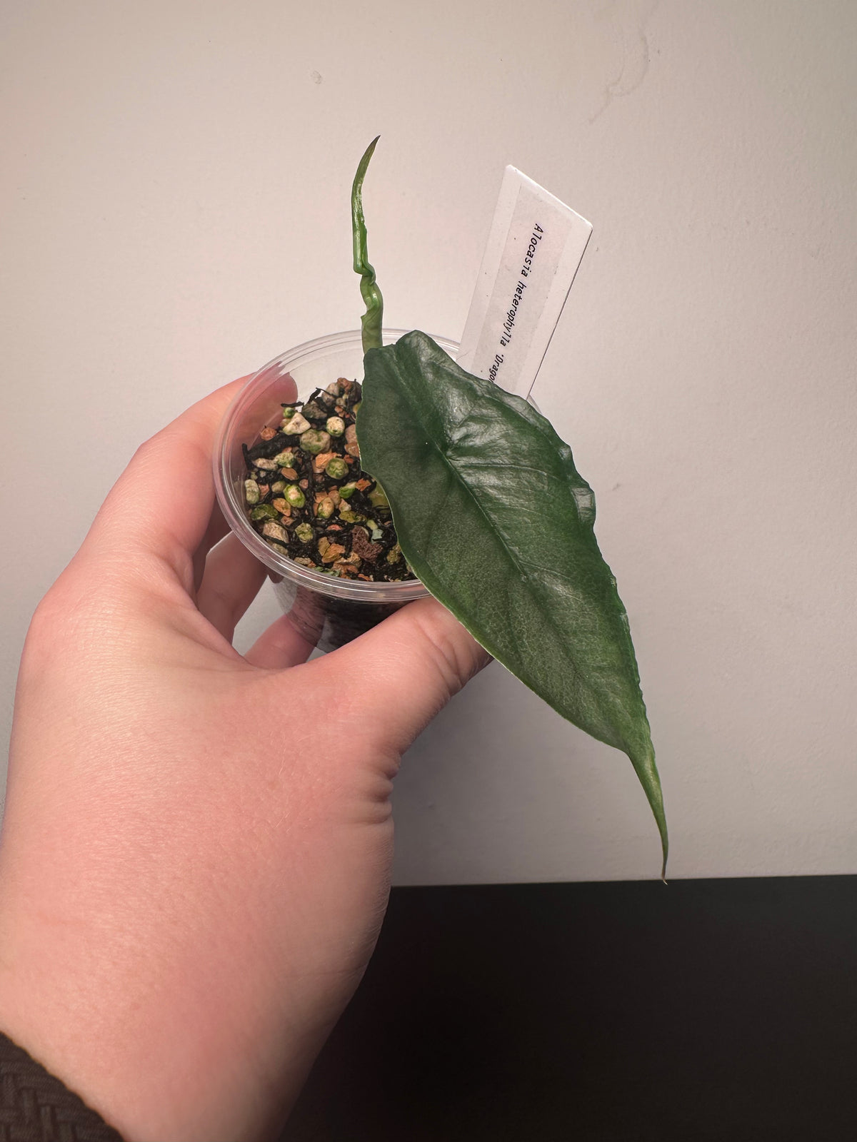 Alocasia heterophylla 'Dragon's Breath' | 3 inch