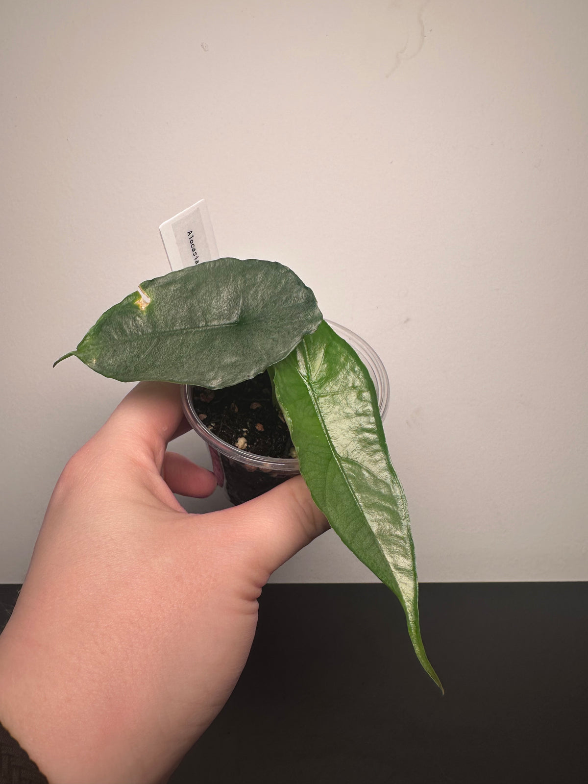 Alocasia heterophylla 'Dragon's Breath' | 3 inch