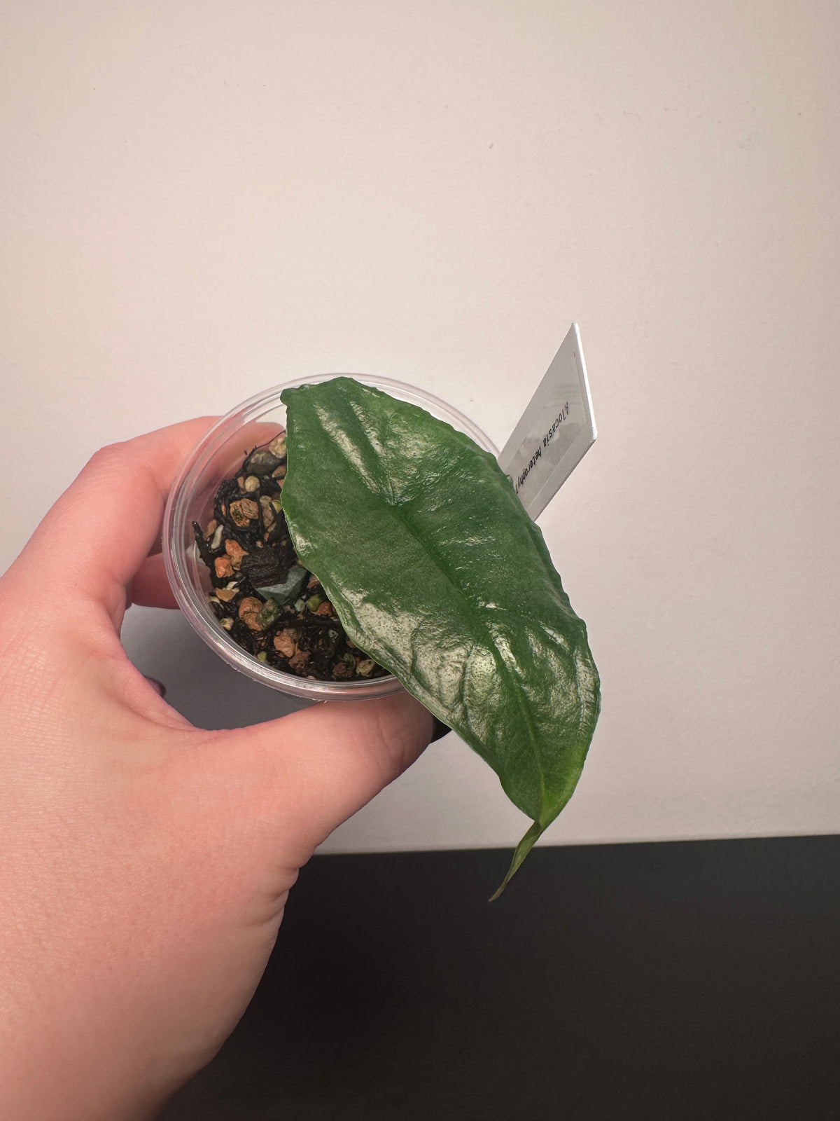 Alocasia heterophylla 'Dragon's Breath' | 3 inch