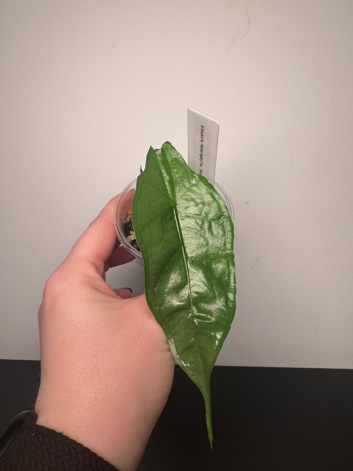Alocasia heterophylla 'Dragon's Breath' | 3 inch