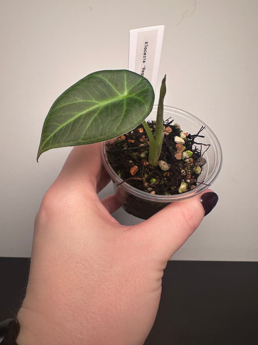 Alocasia 'Regal Shields' | 3 inch