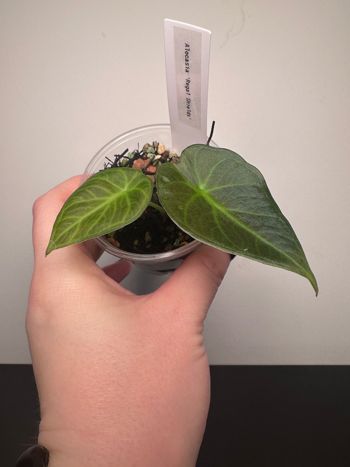 Alocasia 'Regal Shields' | 3 inch