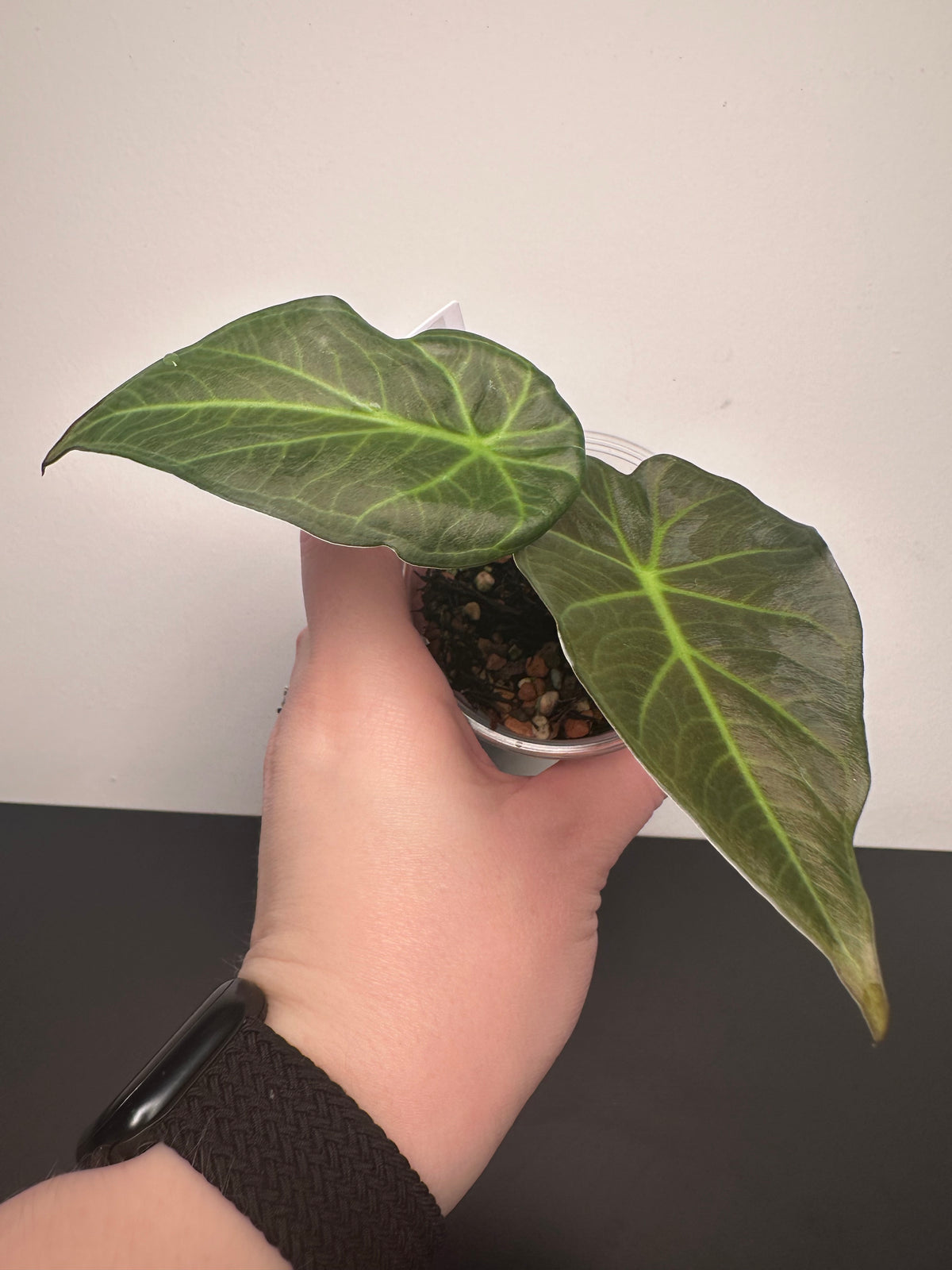 Alocasia 'Regal Shields' | 3 inch