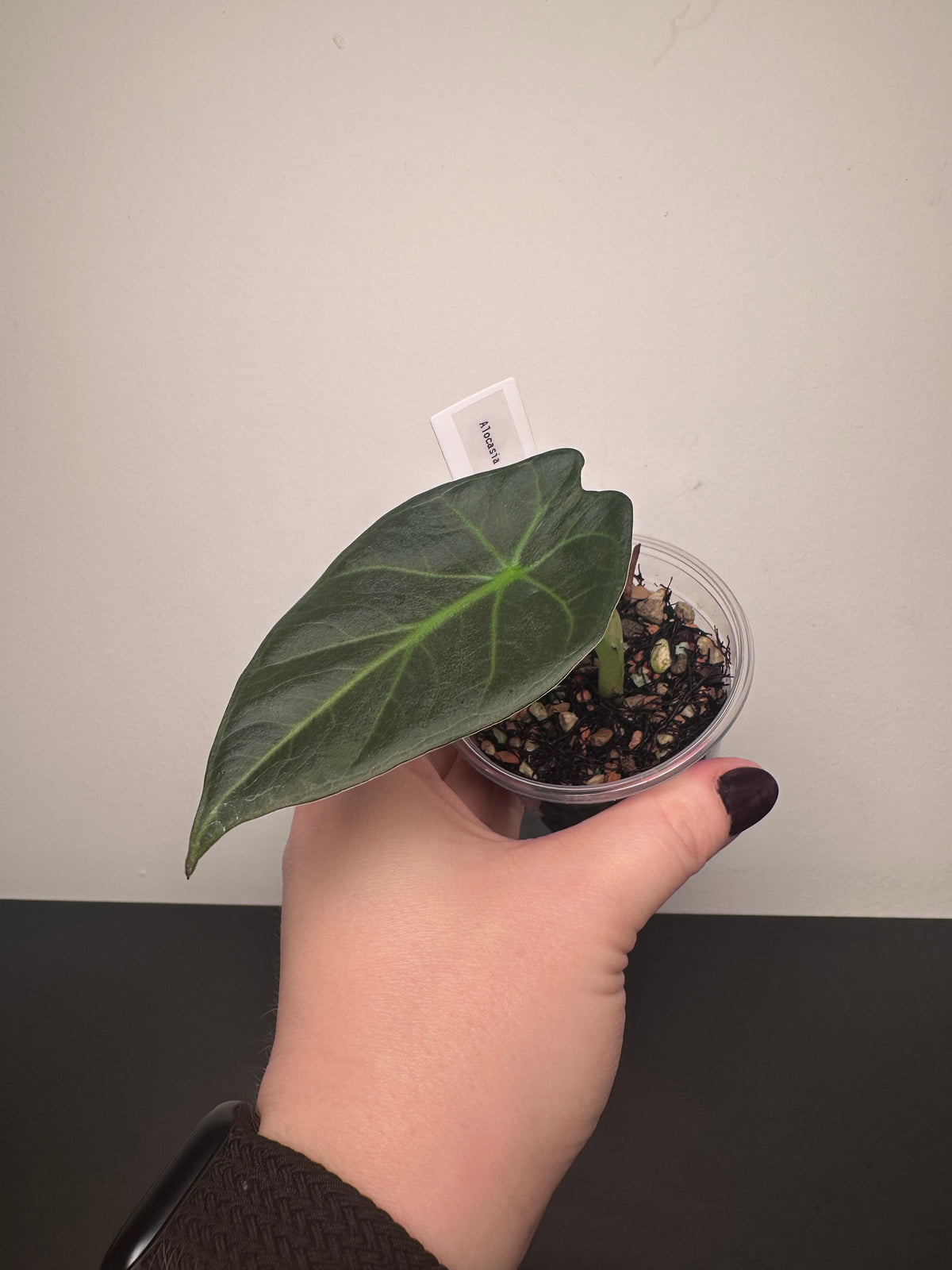 Alocasia 'Regal Shields' | 3 inch