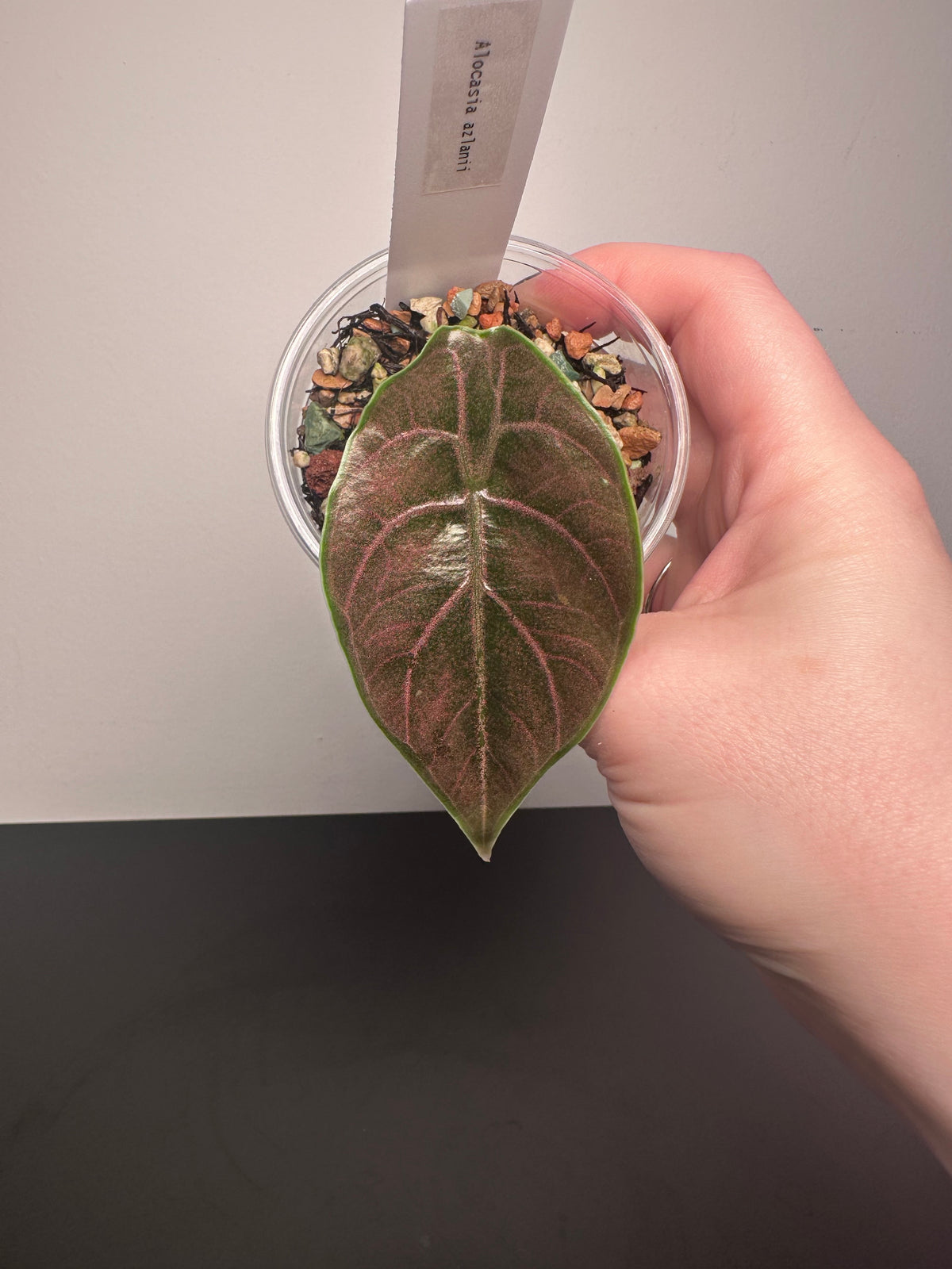 Alocasia azlanii | 3 inch