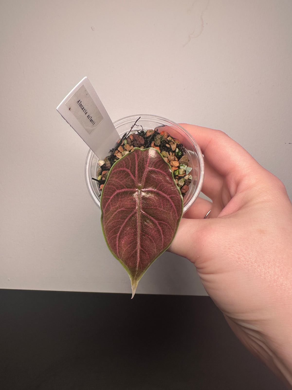 Alocasia azlanii | 3 inch