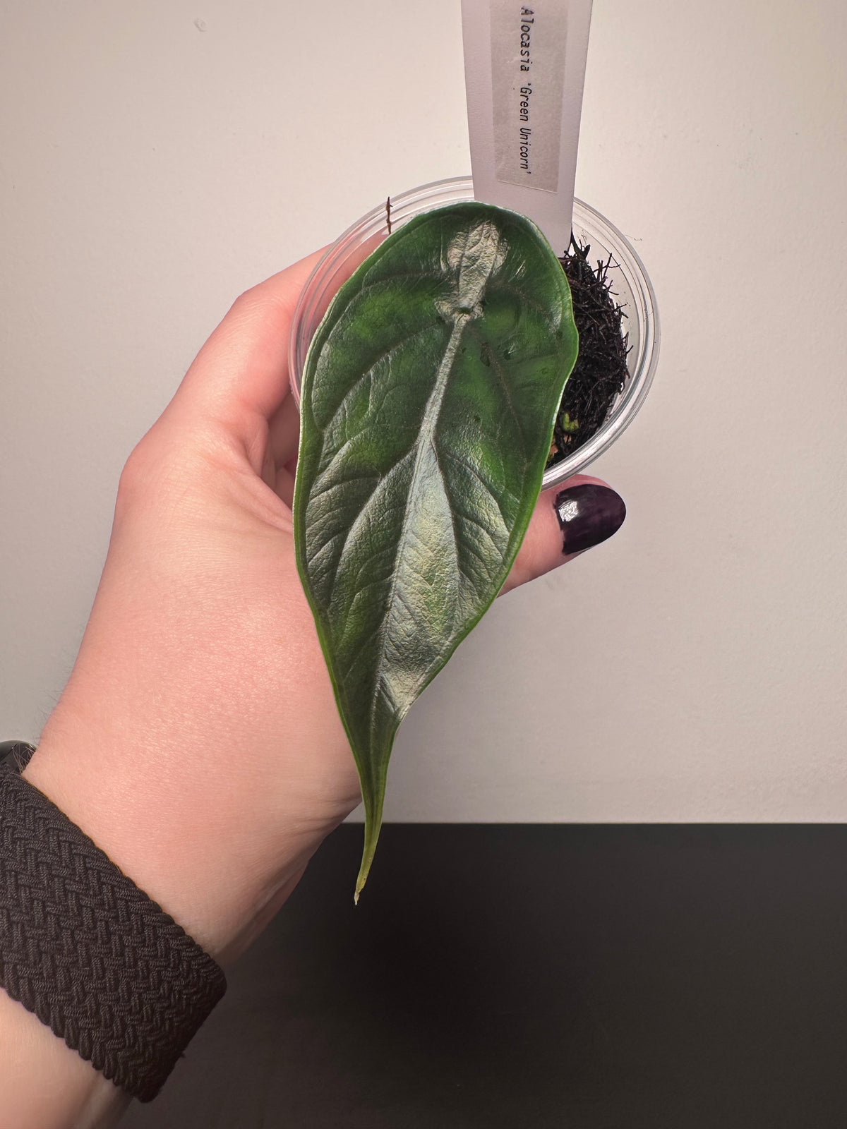 Alocasia 'Green Unicorn' | 3 inch