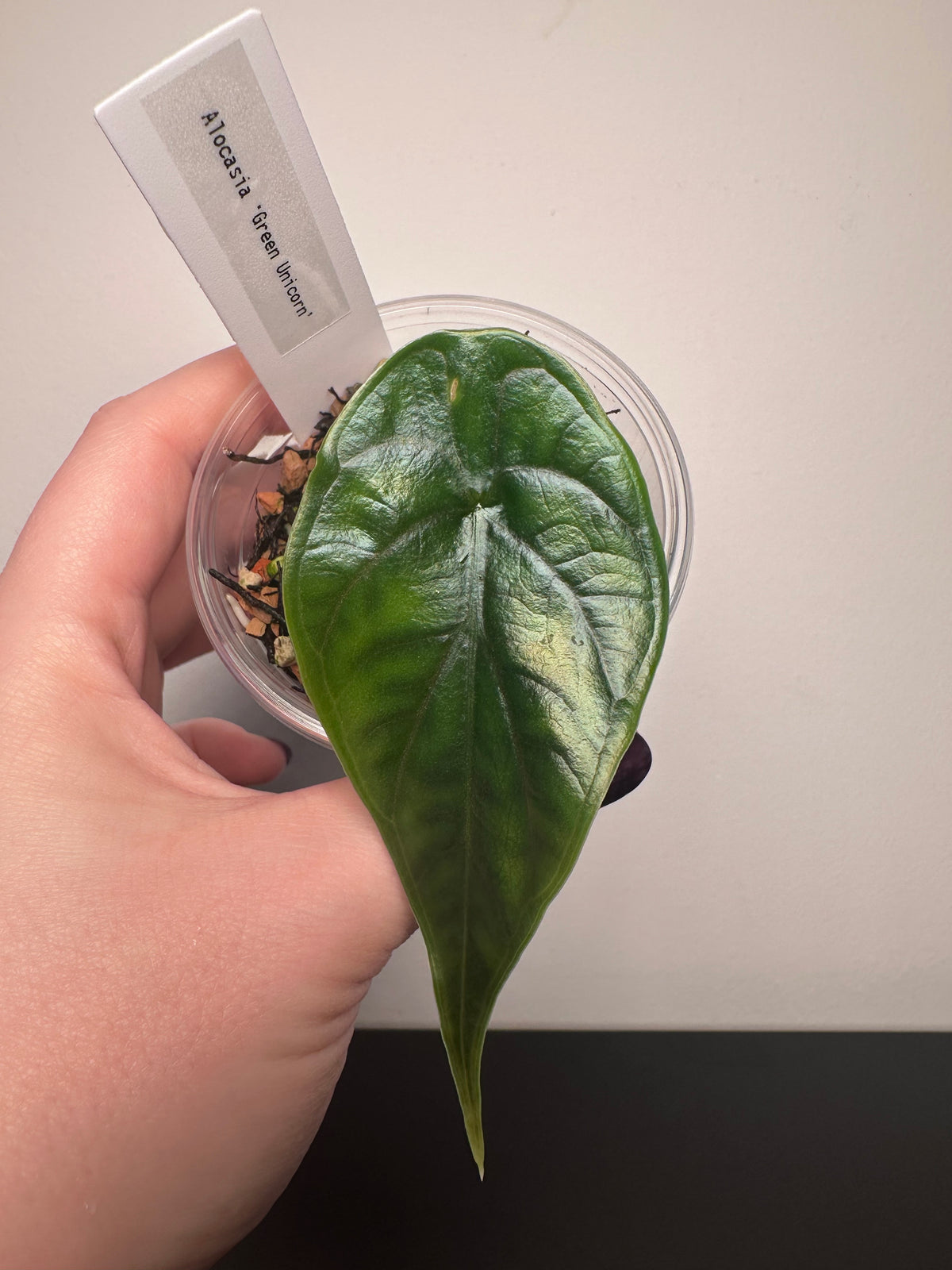 Alocasia 'Green Unicorn' | 3 inch