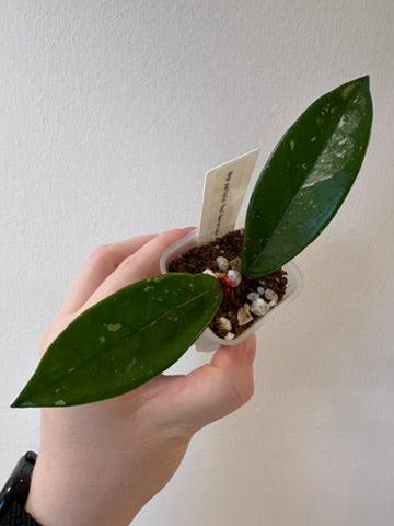 Hoya pubicalyx 'Royal Hawaiian Purple' | 2 inch