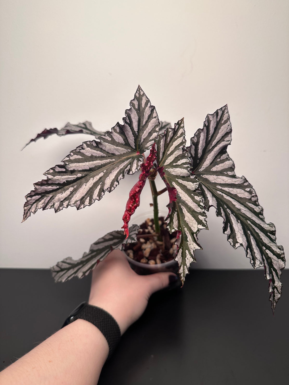 Begonia 'Guy Savard' | 4 inch