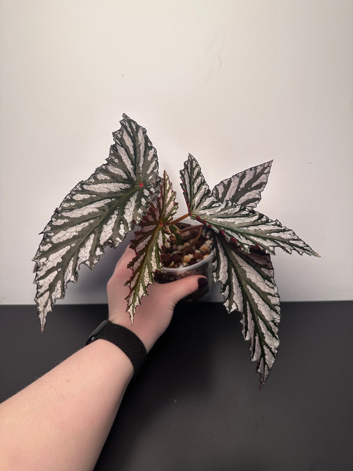 Begonia 'Guy Savard' | 4 inch