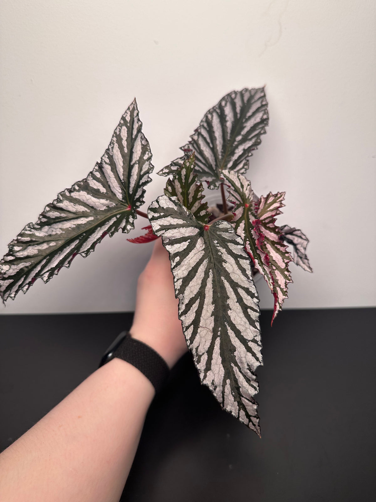 Begonia 'Guy Savard' | 4 inch